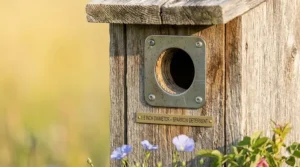 Illustration of a Canadian bluebird house with a 1.5-inch entrance hole protector to keep out invasive house sparrows.