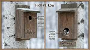 Internal diagram of a bird nesting box showing high entrance hole placement for spring breeding.