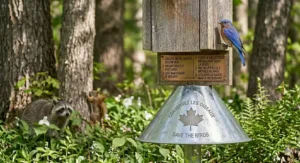 Infographic with English and French instructions for installing a predator guard for a bluebird house (dispositif de protection contre les prédateurs).