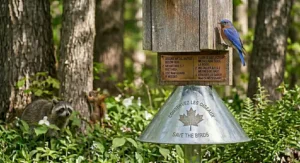 A high-detail cone-style predator guard for a bluebird house designed to stop climbing mammals and snakes in southern Canada.