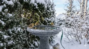 A shallow, frost-resistant dish used as a temporary winter water source.