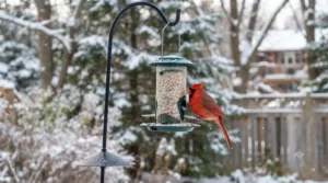 Infographic illustrating why squirrels dislike bitter safflower seed canada squirrel proof formulas.