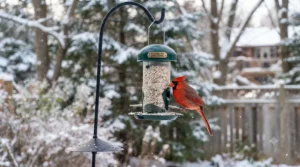 Year-round seasonal feeding chart featuring safflower seed canada squirrel proof strategies.