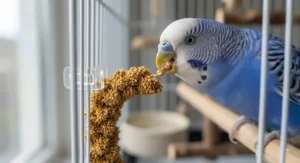 Close-up of a budgie's beak pecking at nutritious millet spray, showcasing the ideal bird treat.