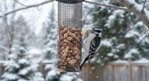 A downy woodpecker enjoying nutritious bird nuts from a hanging feeder during winter in Canada.