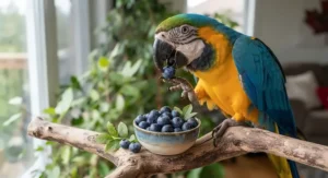 A colorful parrot enjoying fresh organic blueberries, a top choice on the safe fruits for parrots list