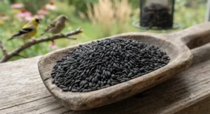 Close-up of pure Nyjer thistle single ingredient bird seed favored by Canadian finches.