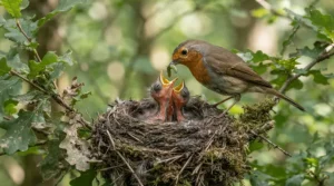 A parent bird feeding newly hatched chicks with the best small bird food for breeding hens.